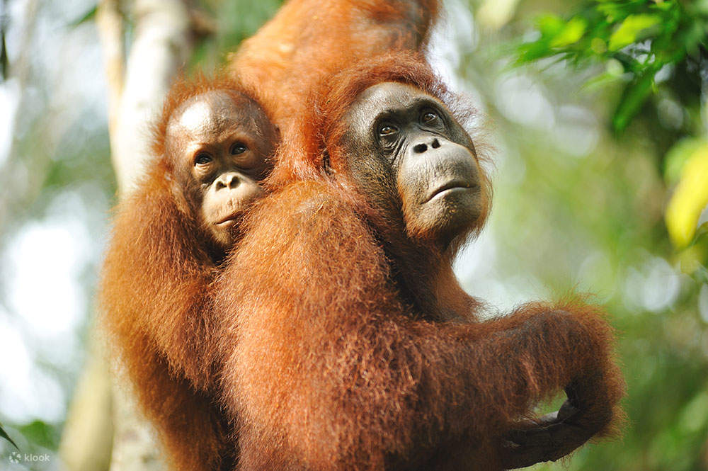 Semenggoh Wildlife Centre